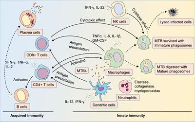 Host-directed therapy against mycobacterium tuberculosis infections with diabetes mellitus